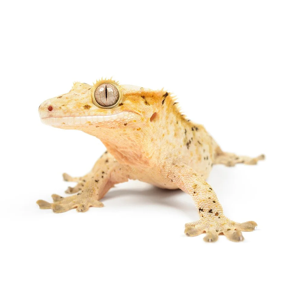CRESTED GECKO  Correlophus ciliatus