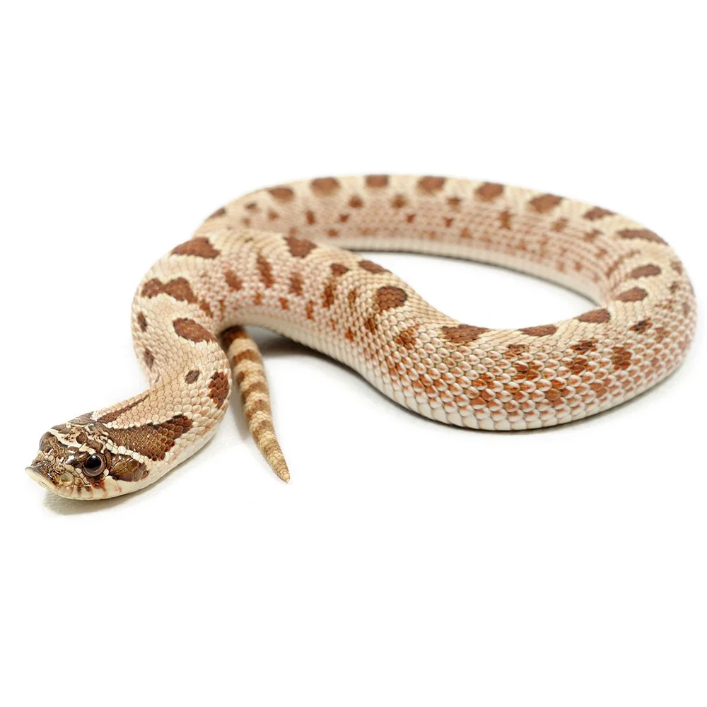 WESTERN HOGNOSE  Heterodon nasicus