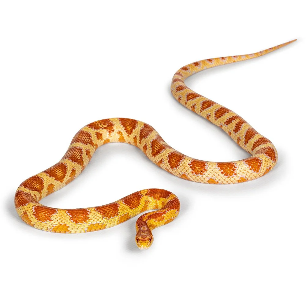 CORN SNAKE  Pantherophis guttatus