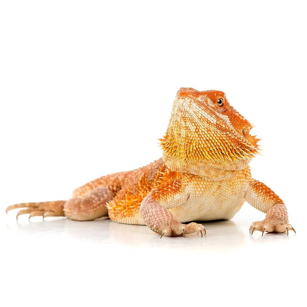 BEARDED DRAGON  Pogona vitticeps