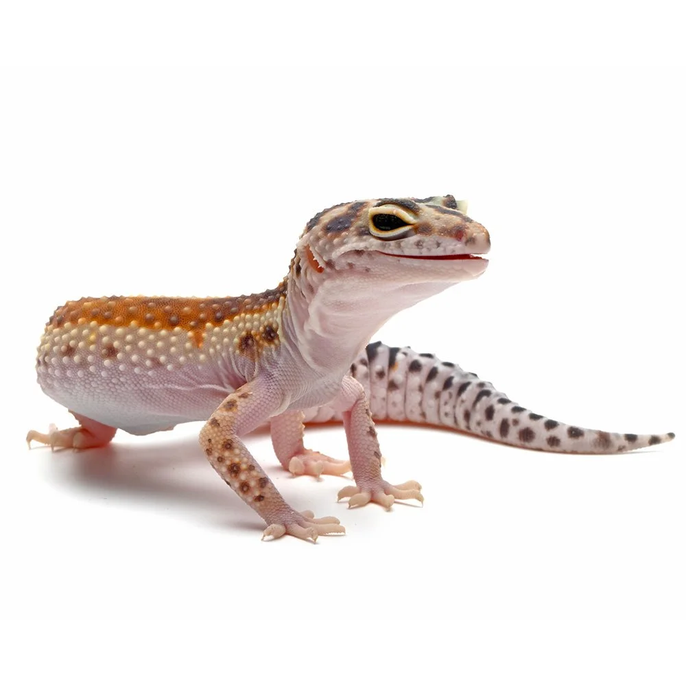 LEOPARD GECKO  Eublepharis macularius