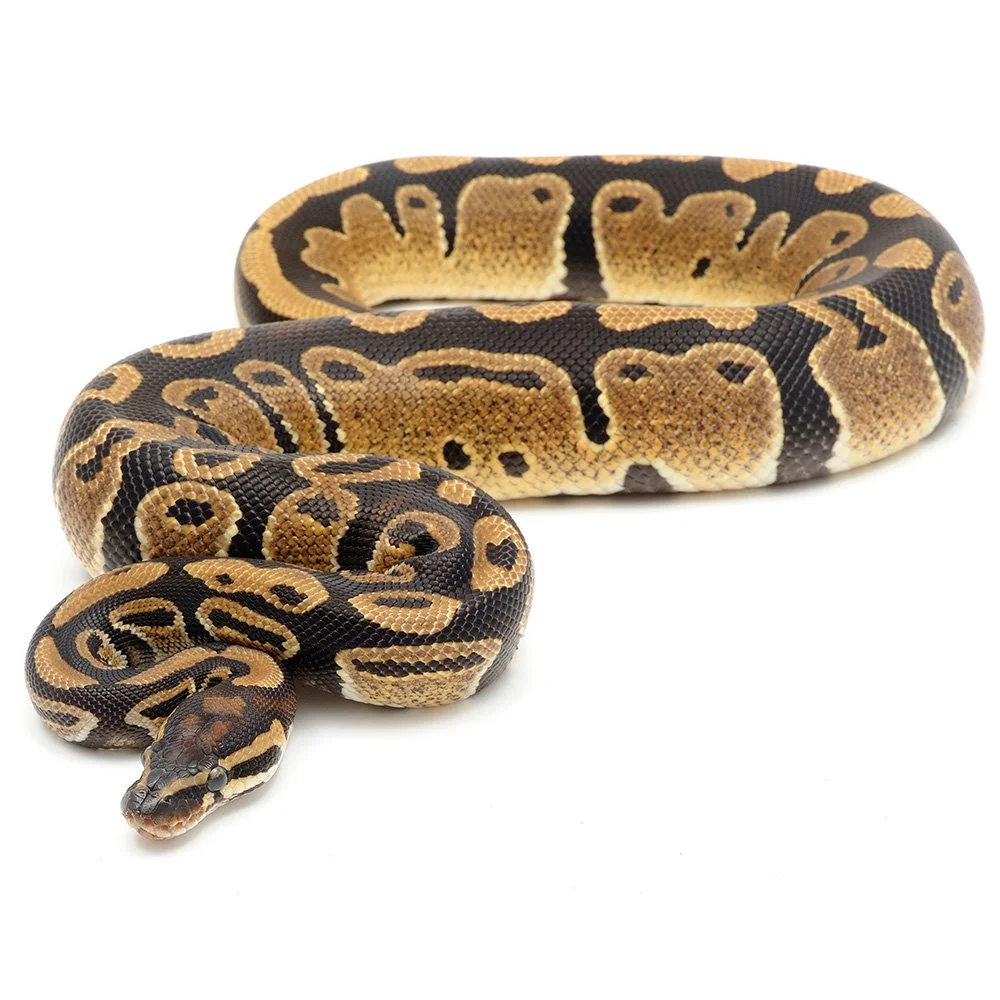 ROYAL PYTHON Python regius