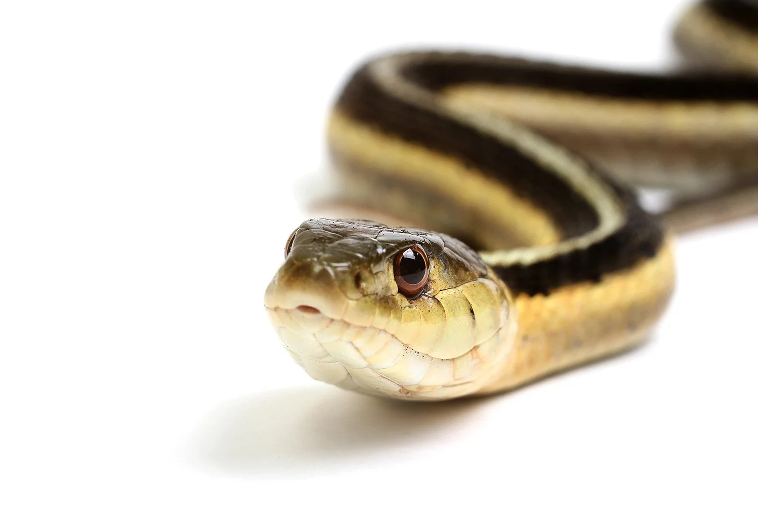 Common garter snake Thamnophis sirtalis