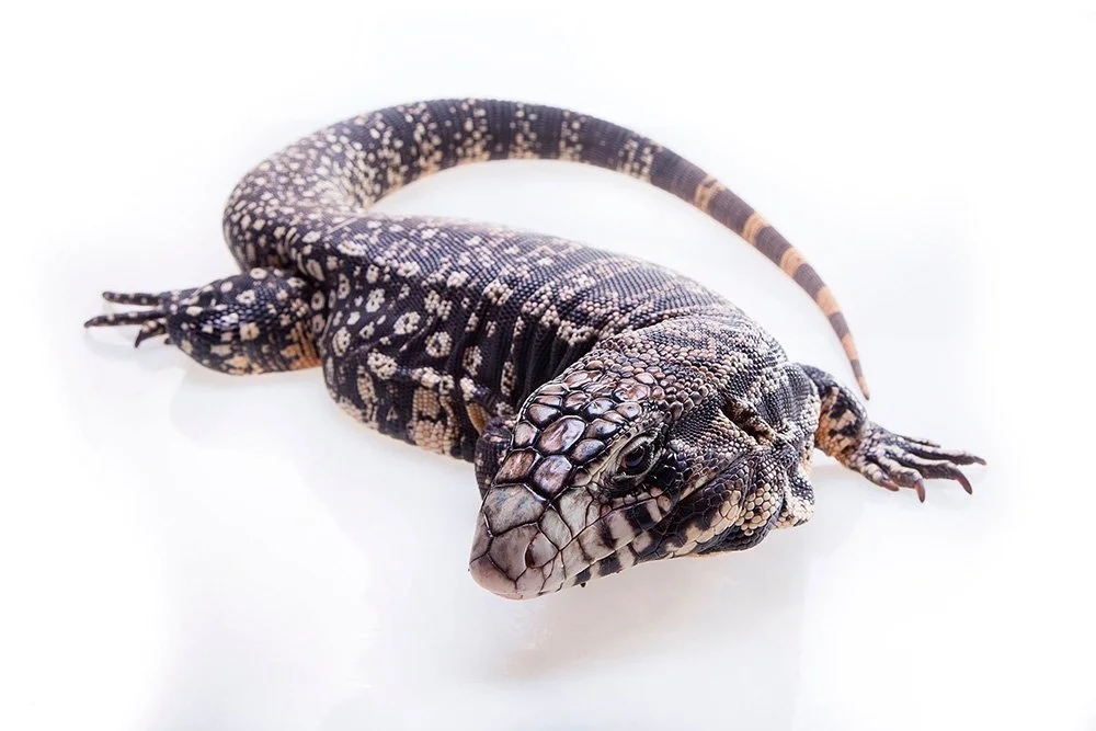 Argentine black and white tegu Salvator merianae.