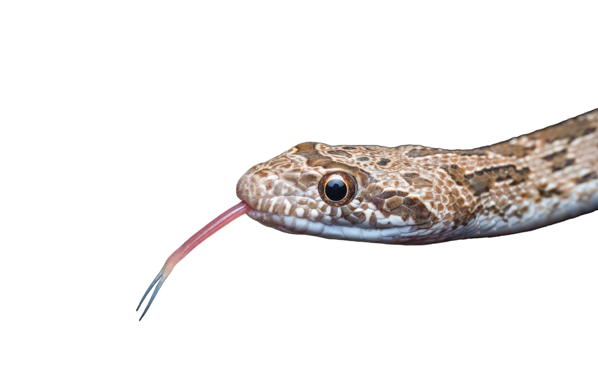 Clifford’s diadem snake care guide – Spalerosophis diadema cliffordii ...