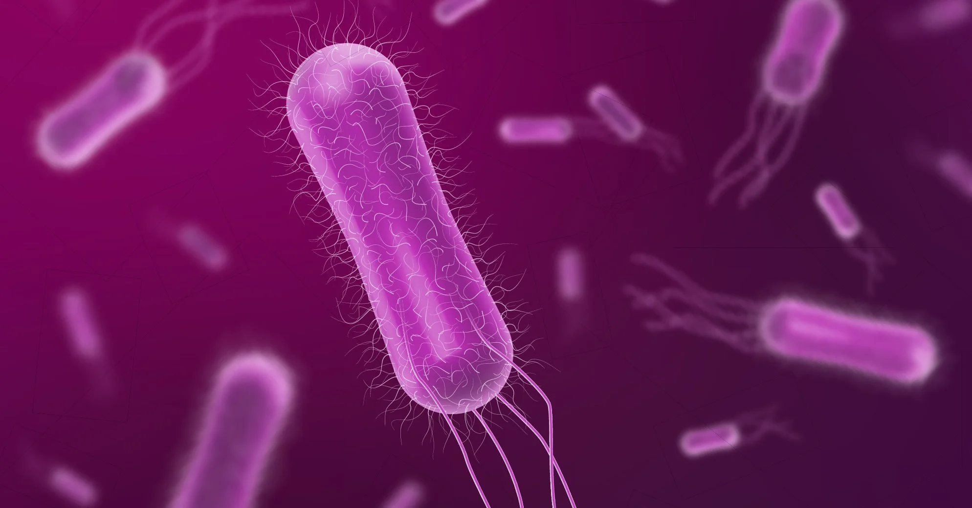 Illustration of a Salmonella bacterium, representing the article on reptile salmonella myths and hygiene risks