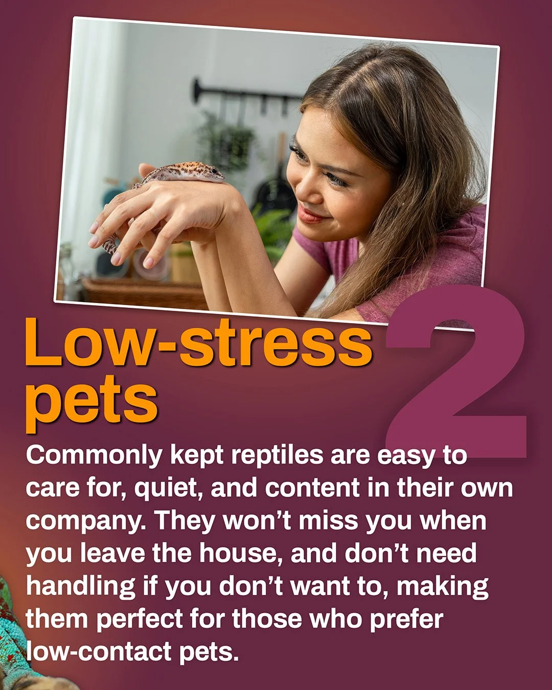 Carousel image promoting the article “6 ways reptiles can boost your mental wellbeing”.