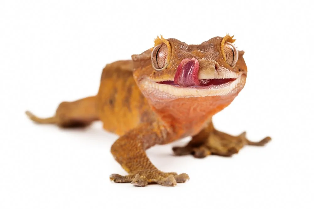 Crested gecko Correlophus ciliatus