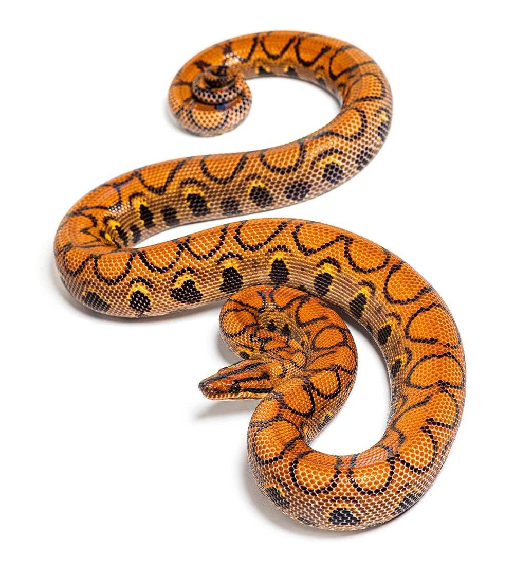 Brazilian rainbow boa Epicrates cenchria cenchria.