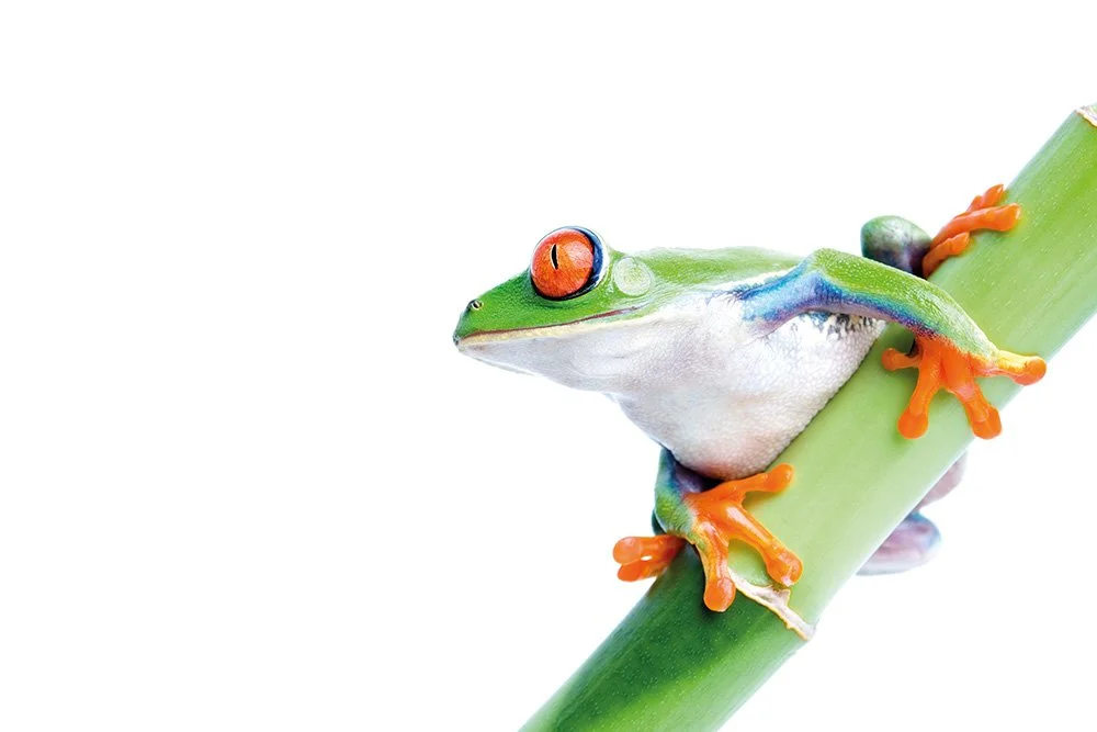 Red-eyed tree frog Agalychnis callidryas.