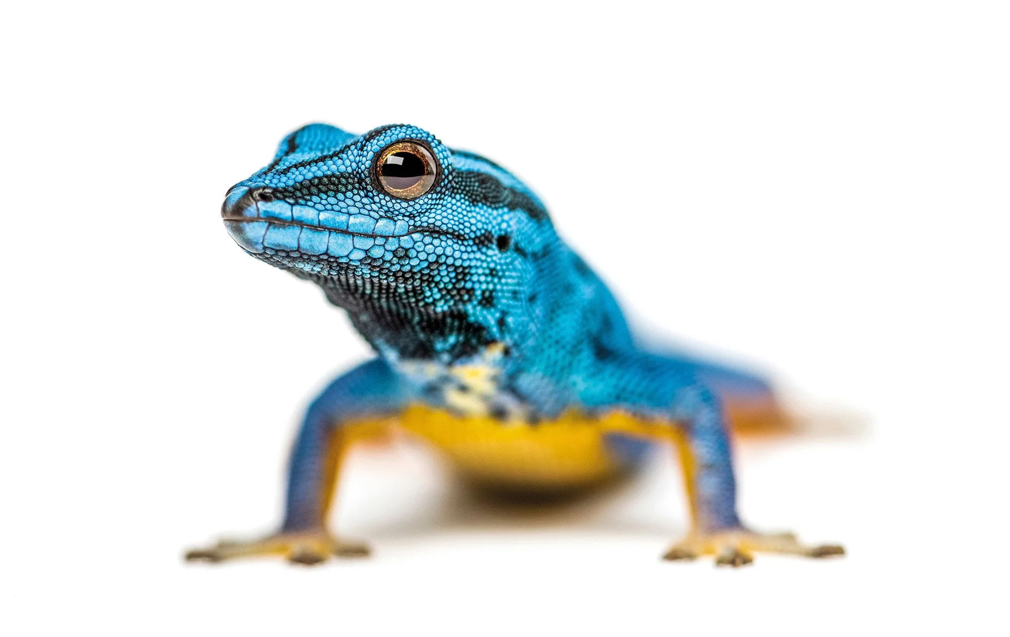 Elektrisk blå gecko Lygodactylus williamsi, exempel på art påverkad av positivlistor
