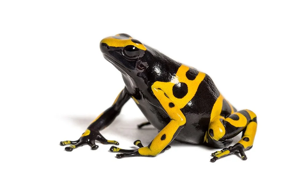 Bumblebee poison dart frog Dendrobates leucomelas.