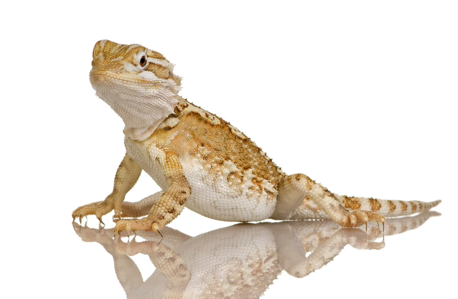 Rankin’s dragon Pogona henrylawsoni