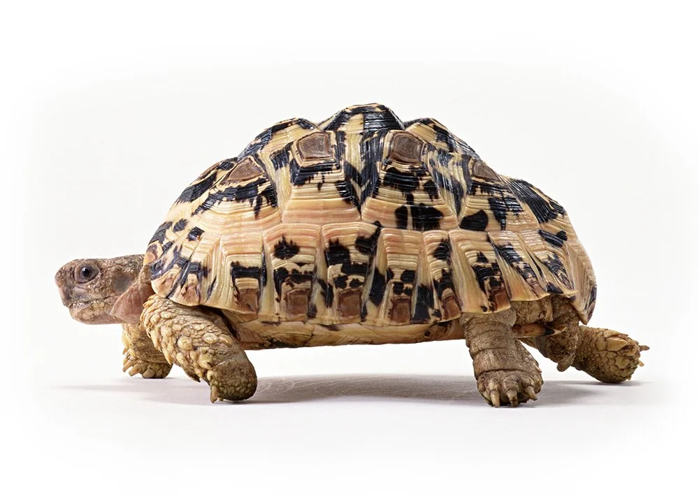 Leopard tortoise Stigmochelys pardalis.