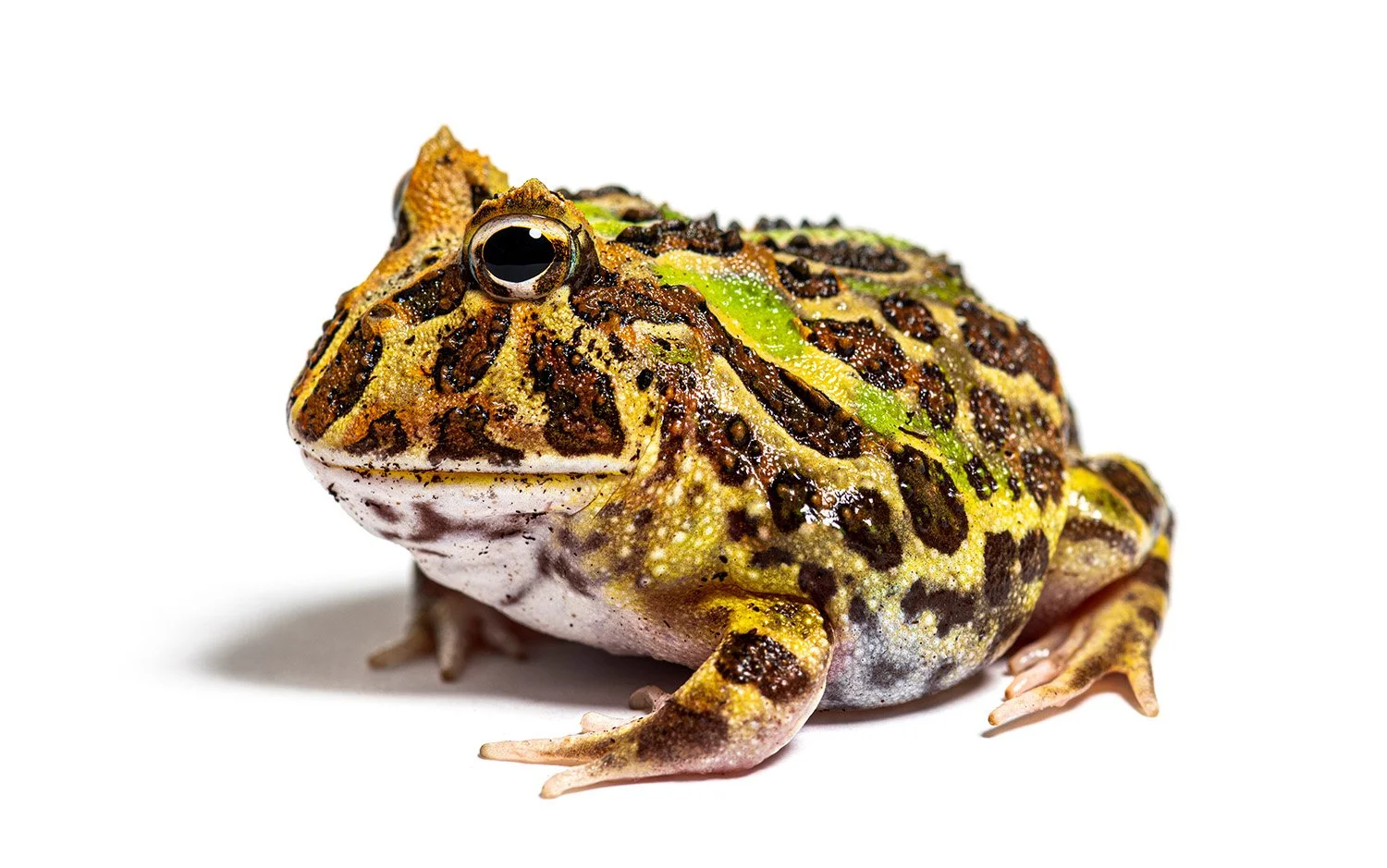 Image of a Cranwell's horned frog used to represent exotic pets that could be restricted or banned under proposed positive list legislation discussed in the article.