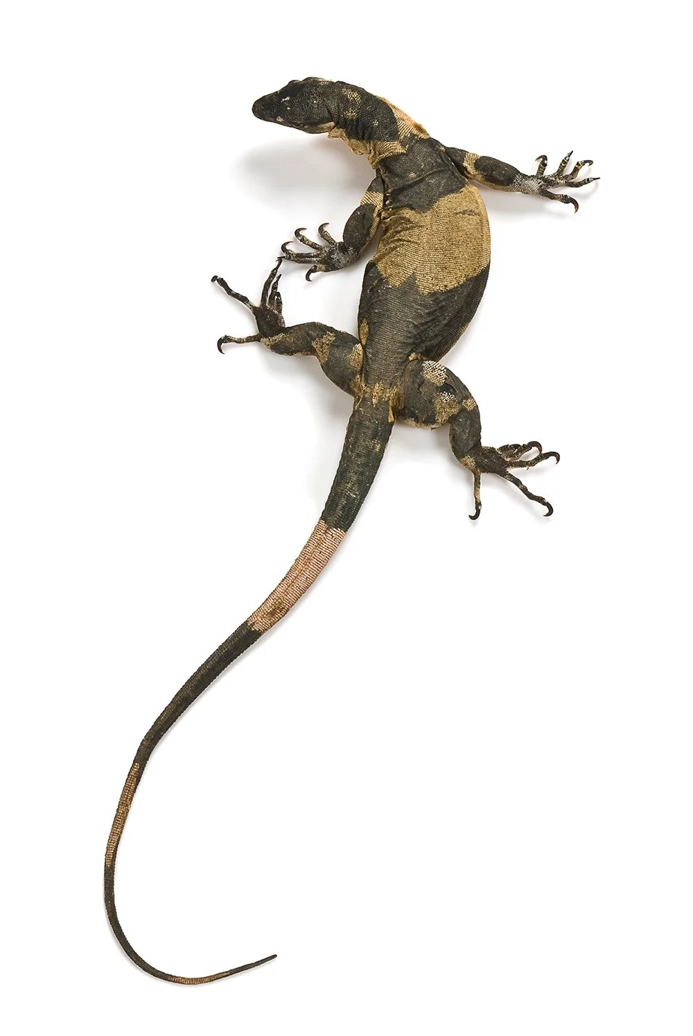 Bell’s phase lace monitor Varanus varius.
