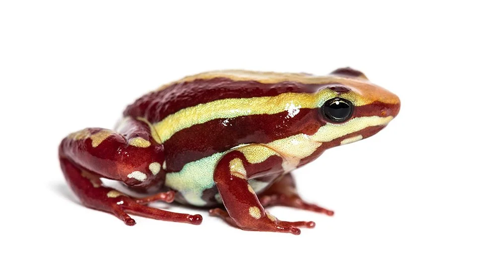 Anthony’s poison arrow frog Epipedobates anthonyi.