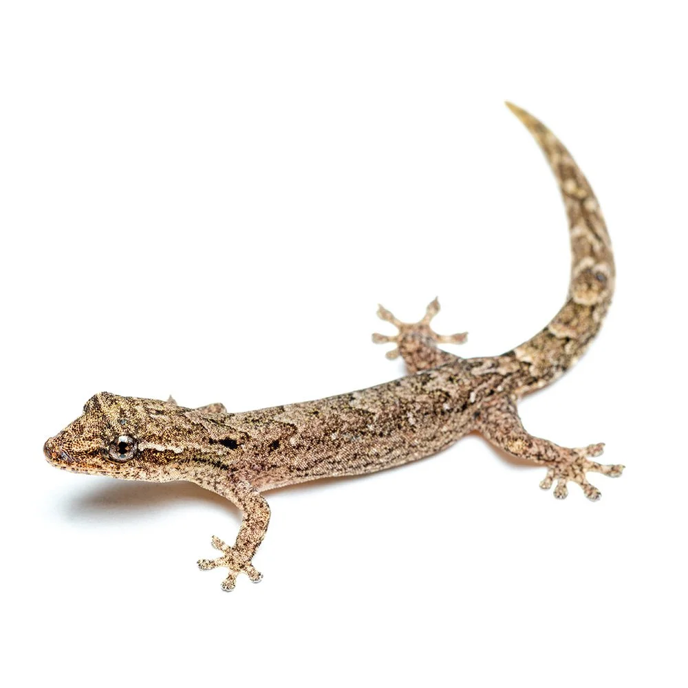MOURNING GECKO Lepidodactylus lugubris