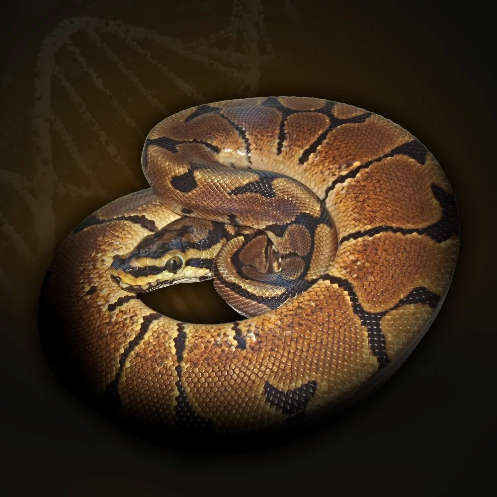 Imagen para un artículo sobre genes deletéreos que muestra una pitón bola morph spider, ilustrando las preocupaciones éticas y de salud genética asociadas con los morphs de reptiles criados selectivamente y vinculados a trastornos neurológicos.