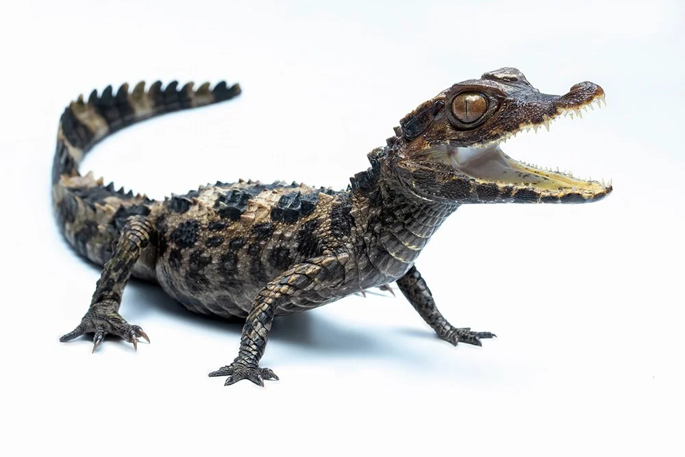 Schneider’s dwarf caiman Paleosuchus trigonatus.