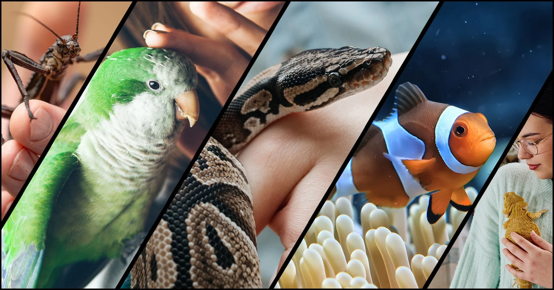 Composite thumbnail showing a stick insect on a hand, monk parakeet on a woman’s shoulder, clownfish in anemone and woman holding a bearded dragon, representing pet species affected by proposed positive lists