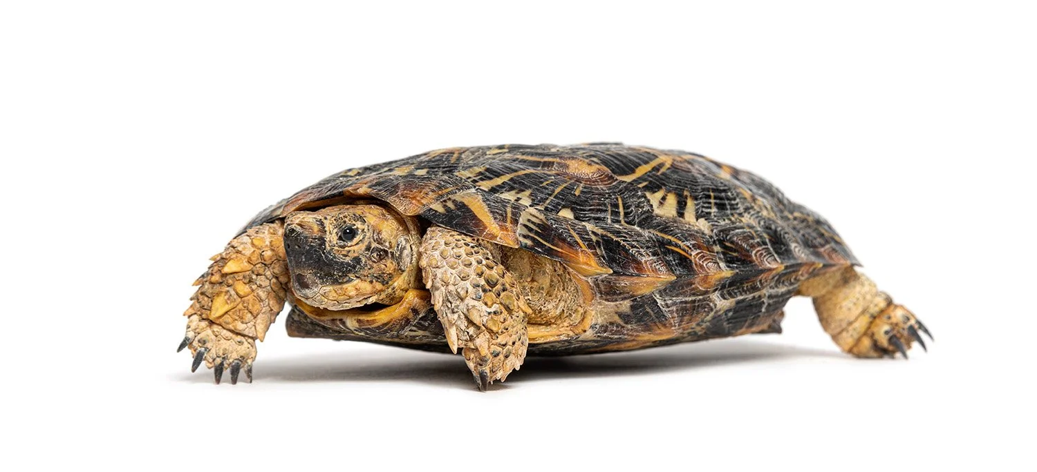 Pancake tortoise Malacochersus tornieri.