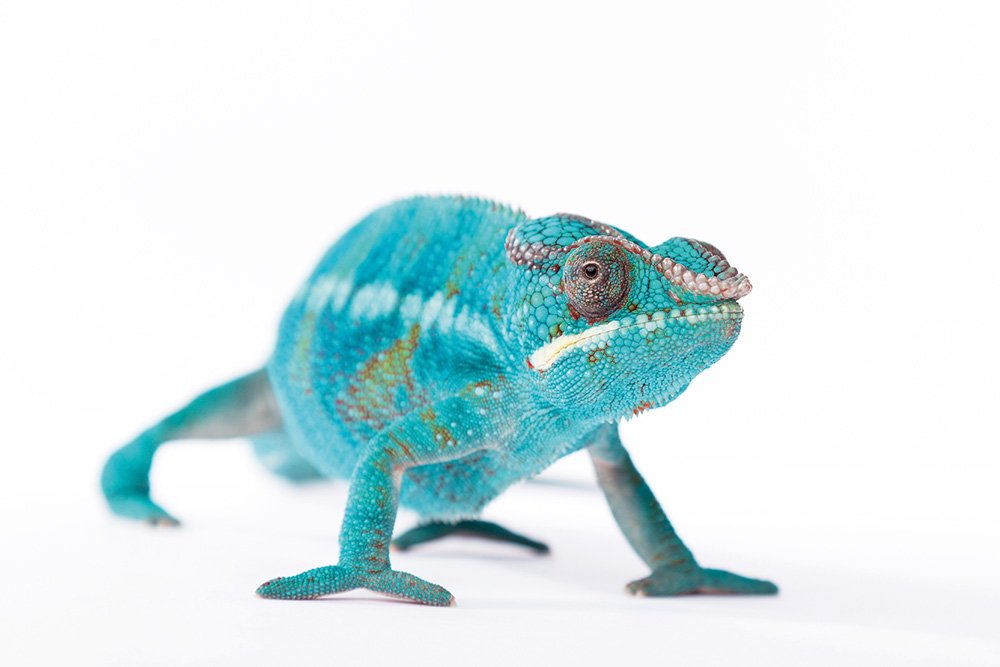 Panther chameleon Furcifer pardalis.