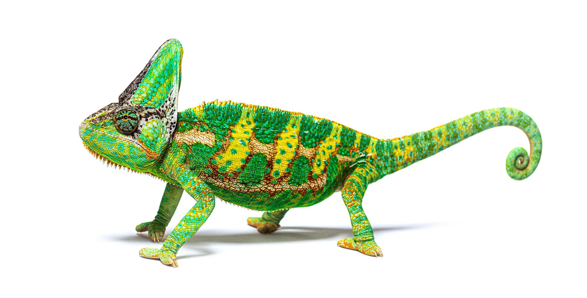 Yemen chameleon Chamaeleo calyptratus.