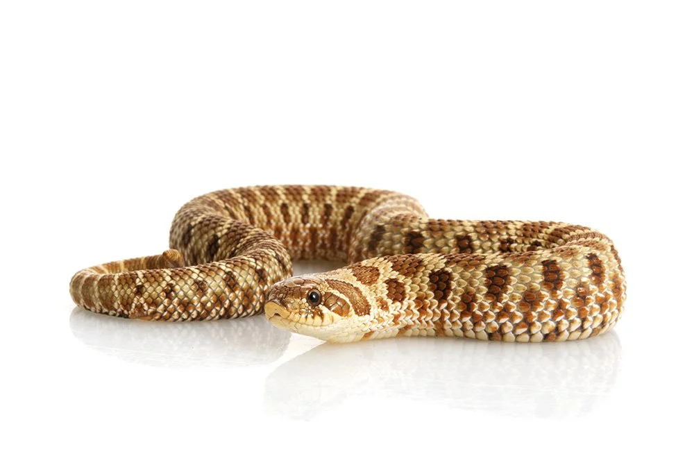 Western hognose Heterodon nasicus
