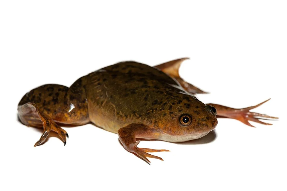 African clawed frog Xenopus laevis