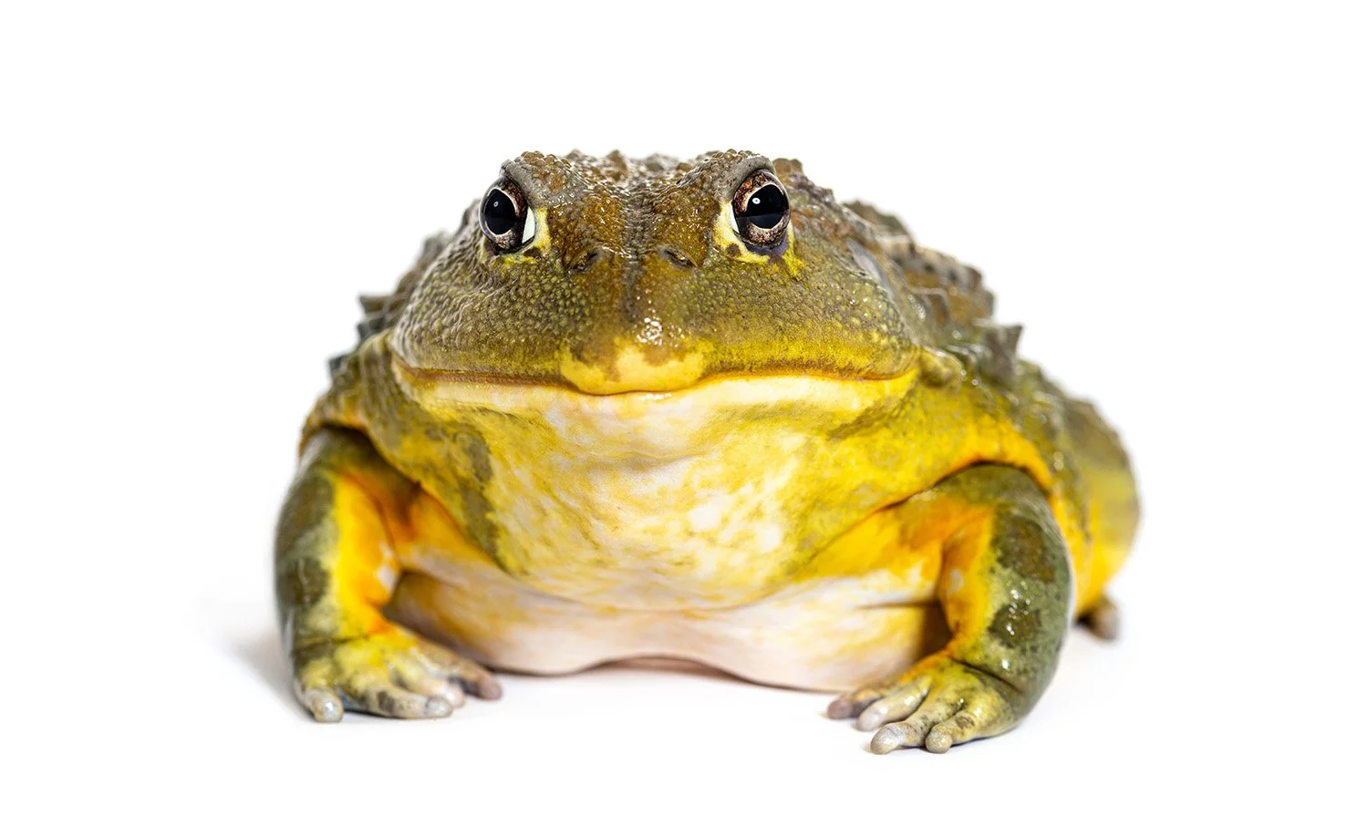 African bullfrog Pyxicephalus adspersus