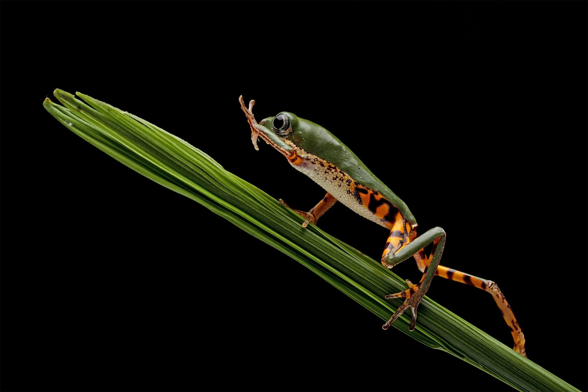 Orangebent lövgroda, exempel på art reglerad av positivlistor