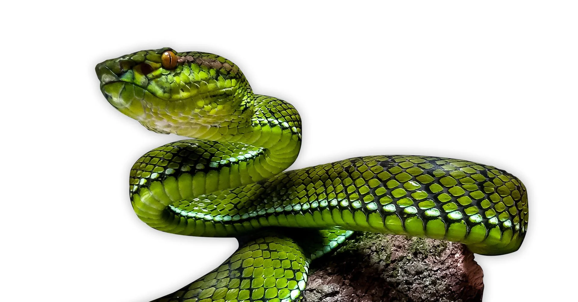 Mentawaian pit viper, illustrating the topic of venomous reptile keeping and responsible handling