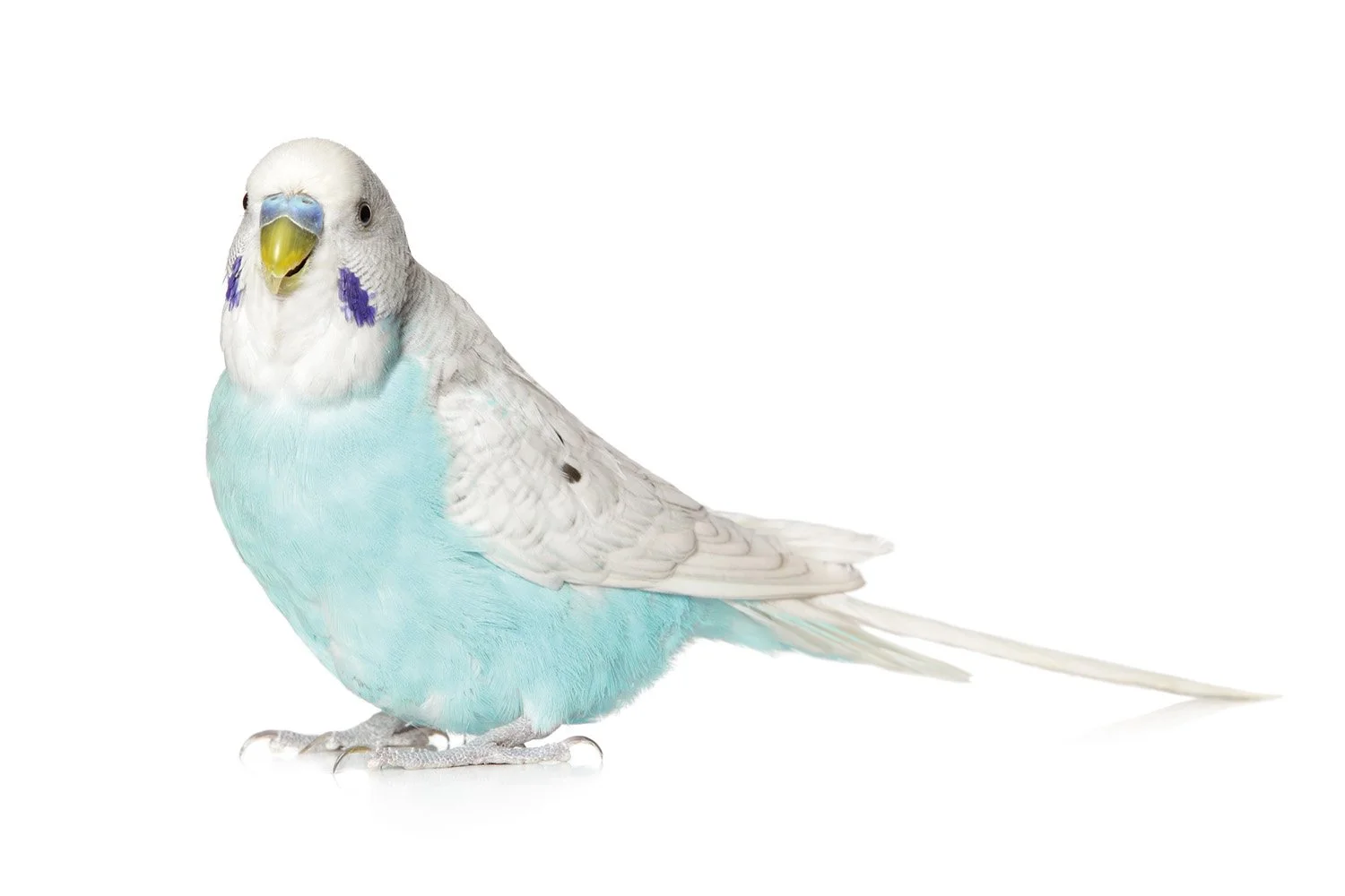 Undulat, vanlig husdjursart som påverkas av positivlistor