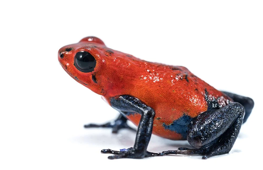Strawberry poison dart frog Oophaga pumilio