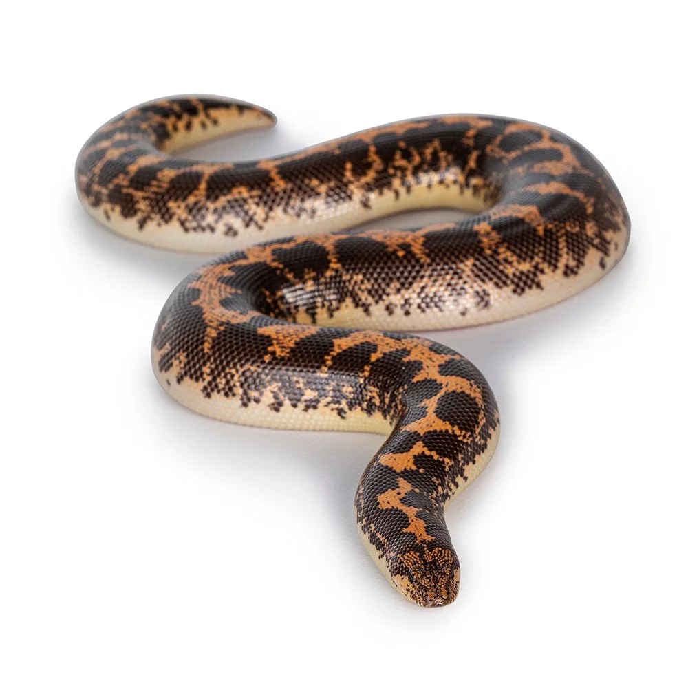 KENYAN SAND BOA Eryx colubrinus