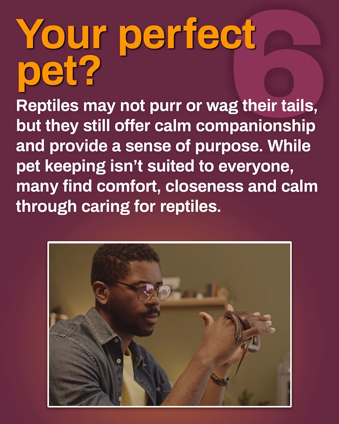 Additional carousel image promoting the article “6 ways reptiles can boost your mental wellbeing”.