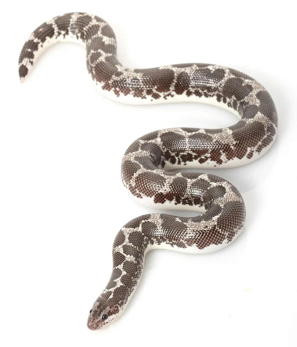 Kenyan sand boa Eryx colubrinus.