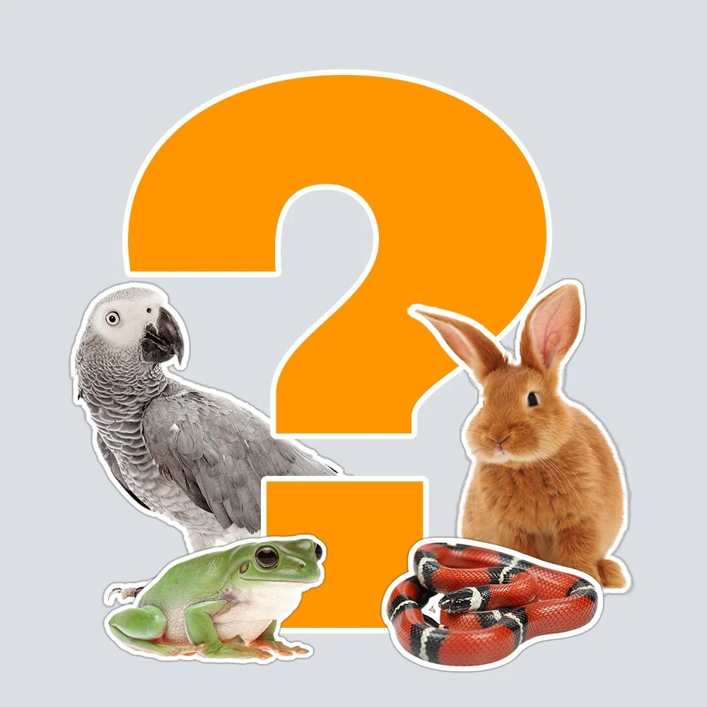 Frågetecken med groda, kanin, afrikansk grå papegoja och mjölksnok, som representerar diskussion om lösningar på positivlistproblem