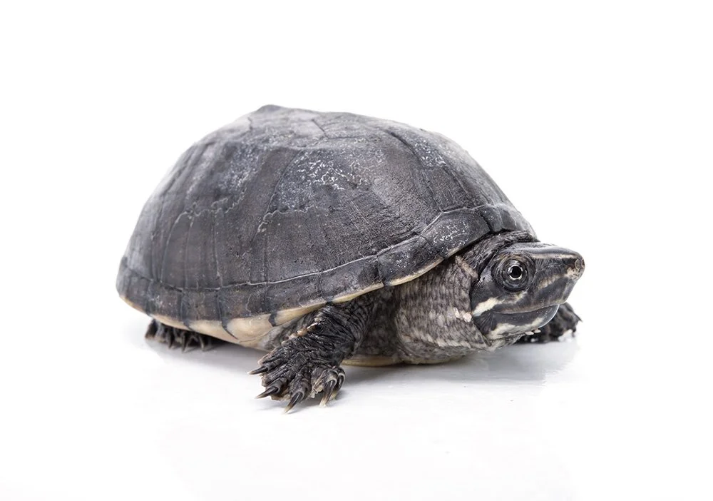 Musk turtle Sternotherus odoratus.
