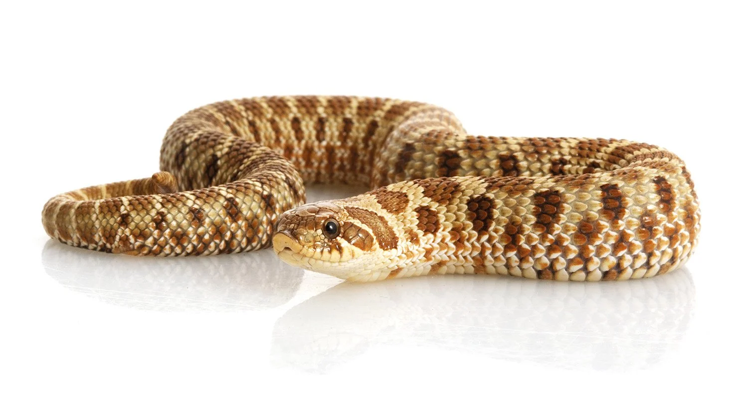 Hognosesnok, illustrerar arter som begränsats under positivlistor