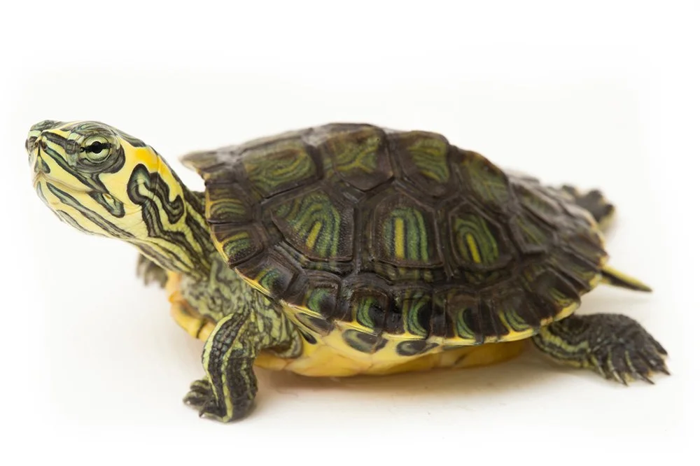 Pond slider Trachemys scripta.