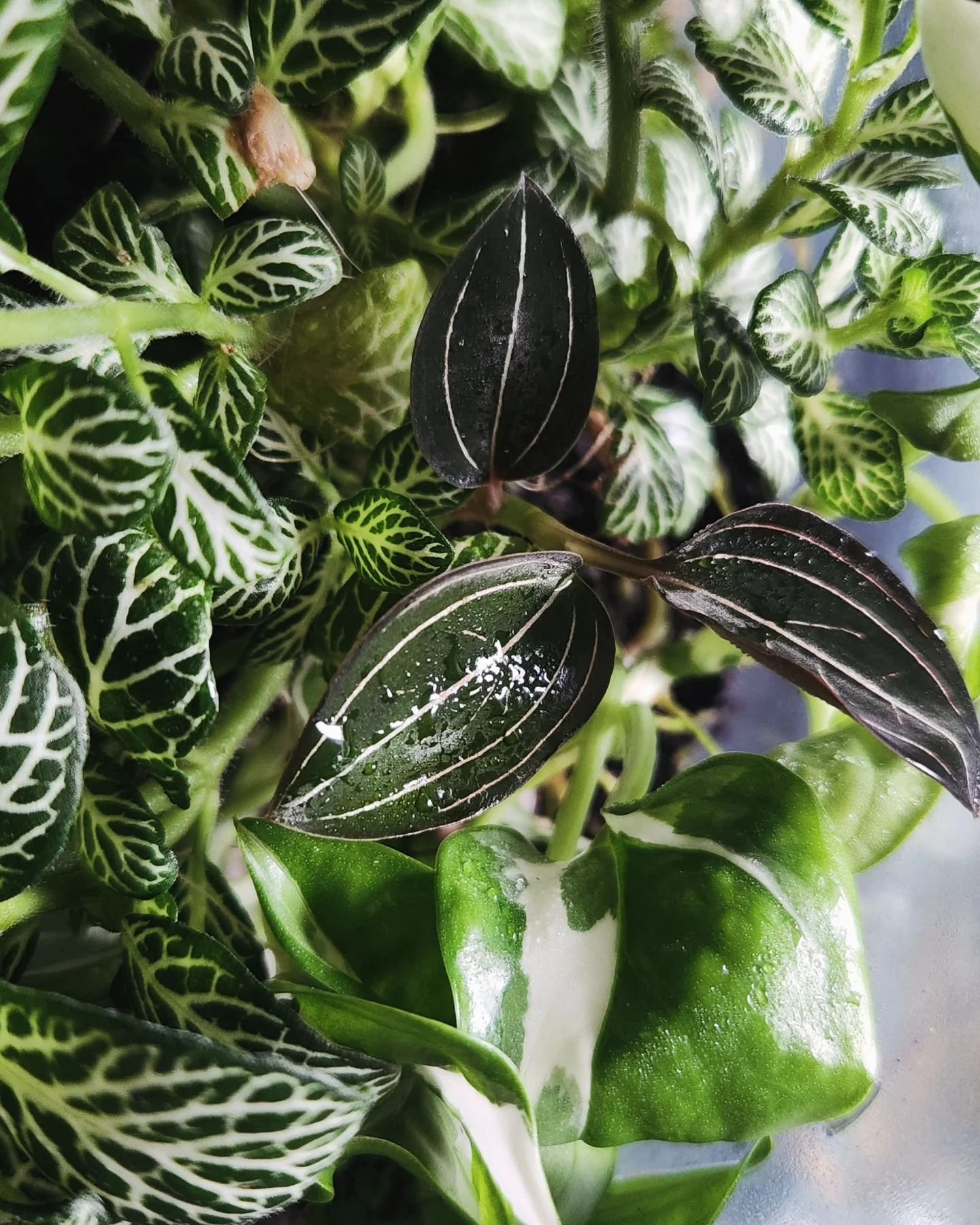 12/31 🌿plantober🌿

🍀plante &agrave; feuille paillet&eacute;e🍀

Il n'est pas souvent mis &agrave; l'honneur mon terrarium alors j'en profite pour r&eacute;v&eacute;ler aujourd'hui un tr&eacute;sor : mon #orchidee bijoux qui pousse &agrave; l'abris