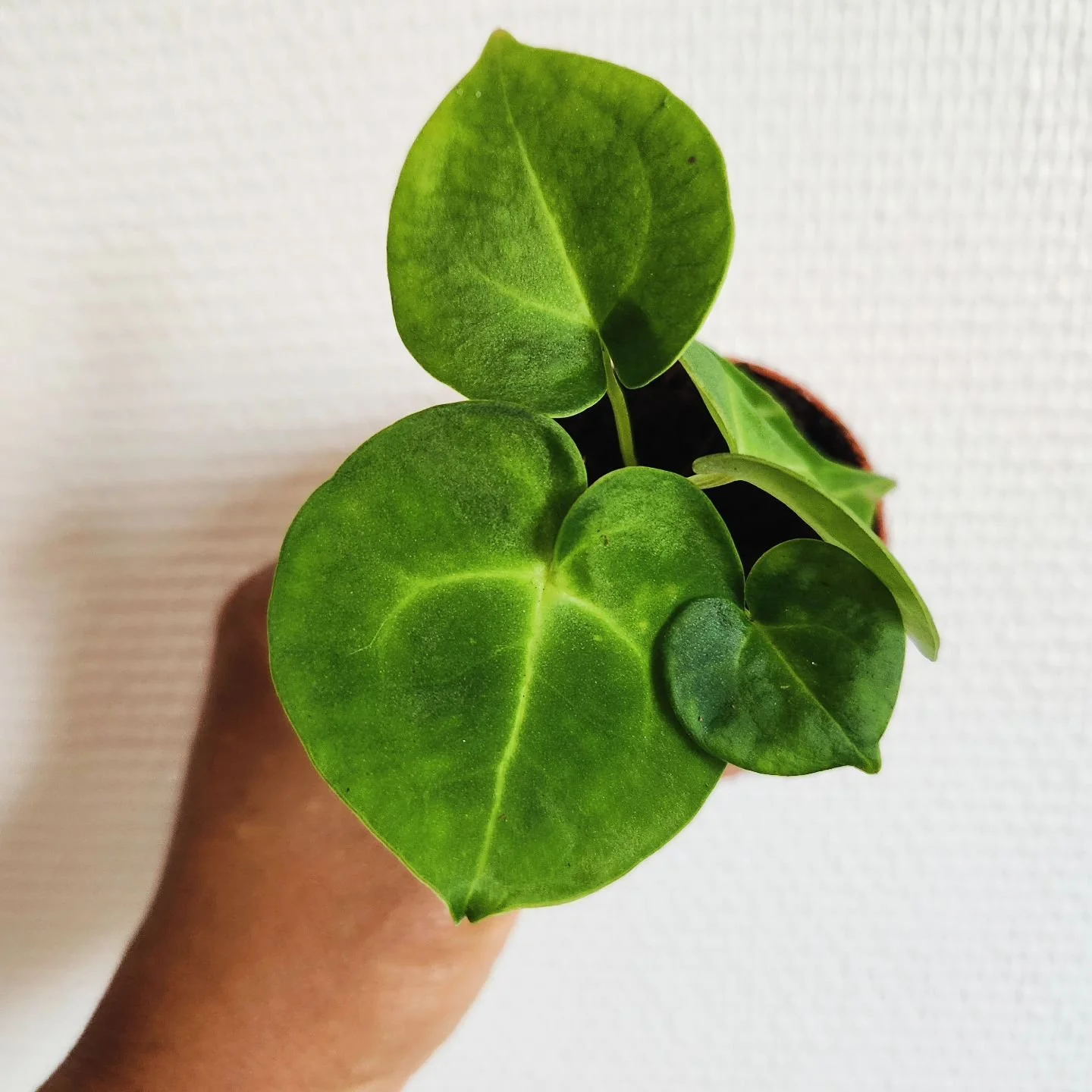 15/31 🌿plantober 🌿

🍀feuille en forme de c&oelig;ur 🍀

Hello on se retrouve pour honorer le #plantober avec ce joli b&eacute;b&eacute; #anthurium #clarinervium qui r&eacute;pond tout &agrave; fait au th&egrave;me du jour 💚

#plantober by @botata