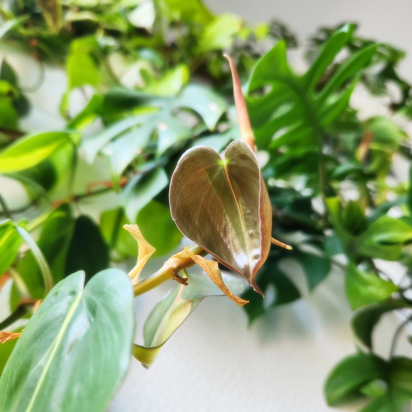 16/31 🌿Plantober🌿

🍀Nouvelle feuille 🍀

Aujourd'hui c'est cette petite feuille toute jeune et toute timide qui r&eacute;pondra au th&egrave;me du #plantober 

Il s'agit ici de mon #philodendron #brazil qui cascade dans ma salle de bain o&ugrave; 