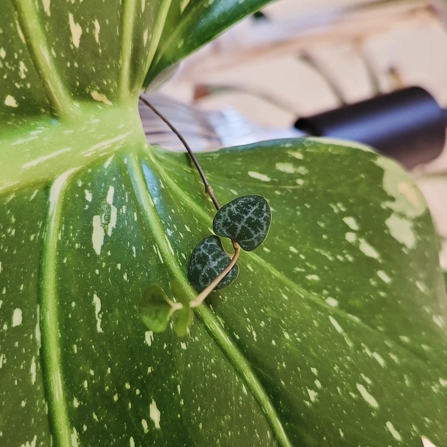 17/31 🌿Plantober🌿

🍀petite feuille🍀

De ma collection les plus petites feuilles sont celles de ma cha&icirc;ne de c&oelig;ur (ou #ceropegia) 

Je suis contente qu'elle soit mise en avant, elle qui est noy&eacute;e autour des gigantesques feuilles