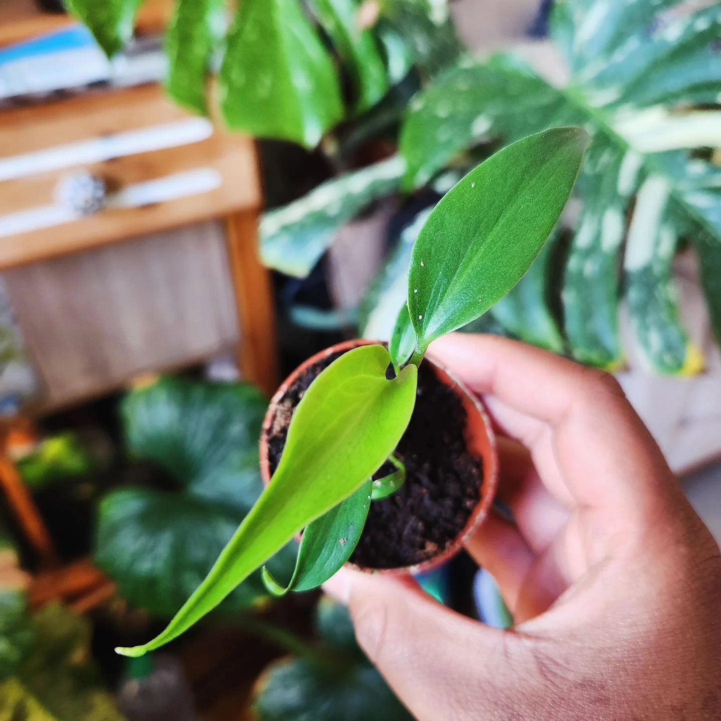 18/31🌿Plantober🌿

🍀plante rare🍀

Je pense que cette plante fait r&ecirc;ver plus d'un collectionneur, il a fallu de la patience pour voir son prix descendre et esp&eacute;rer pouvoir se l'offrir. J'ai nomm&eacute; la #burlemarxflame &eacute;videm