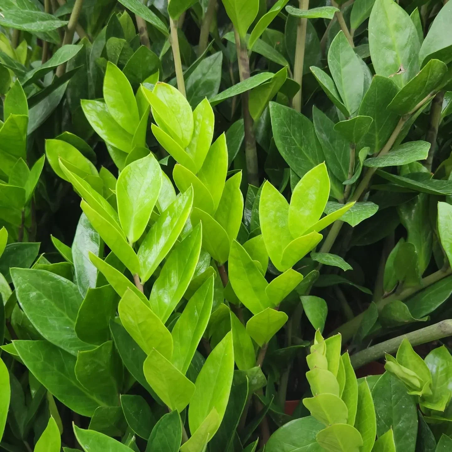 19/31 🌿plantober🌿

🍀une plante commune🍀

La plante des salles d'attente chez le dentiste, la plante des bureaux, la plante qui se plaint de rien et qui le vit bien. Celle qu'on oublie d'arroser mais qui continue de grandir... la #zamioculcas incr