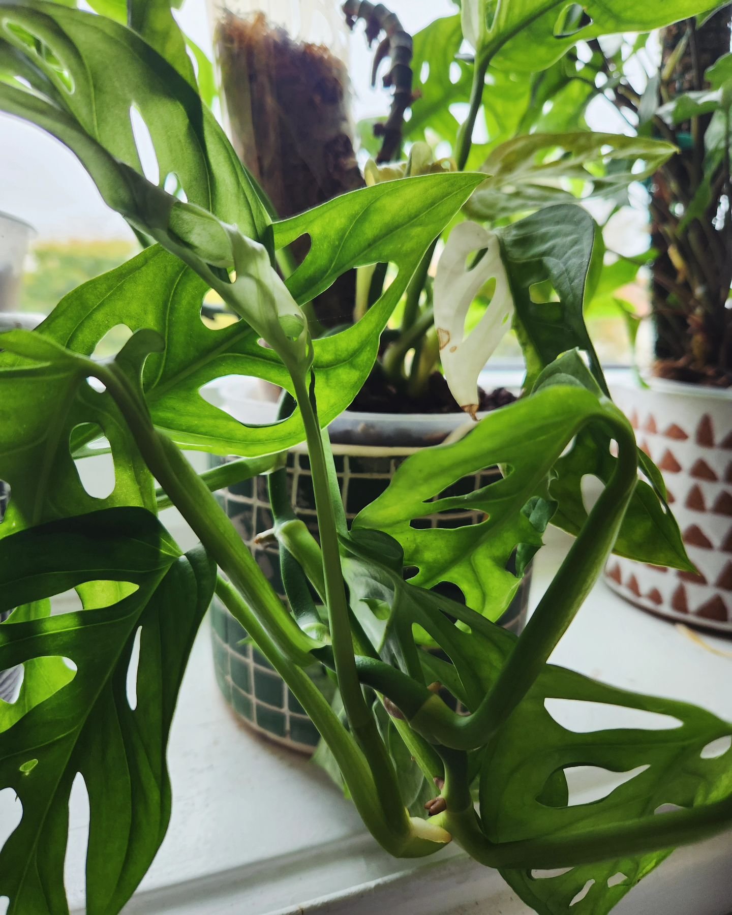 21/31 🌿plantober🌿

🍀plante perfor&eacute;e🍀

Silence radio hier car je n'avais aucune inspiration pour le th&egrave;me alors je reprend aujourd'hui avec ma #monstera #adansonii variegata qui a d&eacute;cid&eacute; de d&eacute;gringoler plut&ocirc