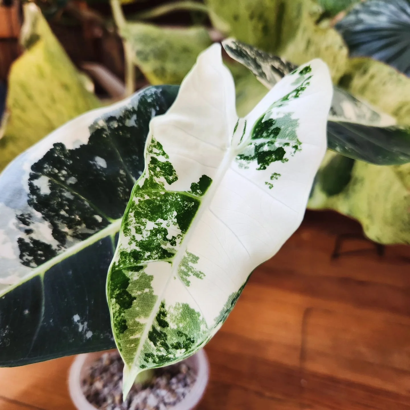 22/31 🌿Plantober🌿

🍀feuille pointue🍀

Je voulais vous partager la premi&egrave;re feuille sortie &agrave; la maison de mon #alocasia #frydek 

Je l'a trouve incroyable !🤩 Merci encore @avaplants_ 💚